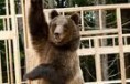Chlupatá odplata (	Furry Vengeance )